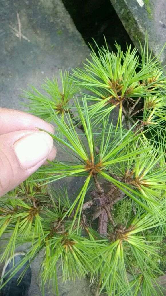 为什么五针松下山桩不需要休眠也能生长