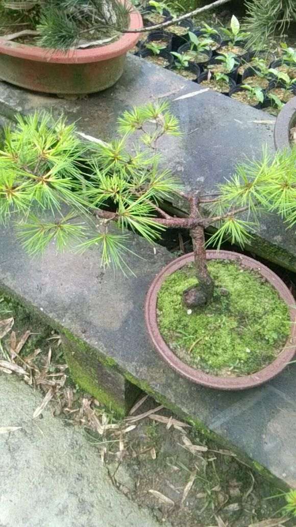 为什么五针松下山桩不需要休眠也能生长