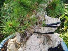 为什么五针松下山桩不需要休眠也能生长