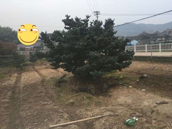 这是华南五针松下山桩吗 图片