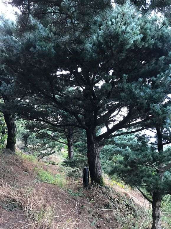 这是华南五针松下山桩吗 图片