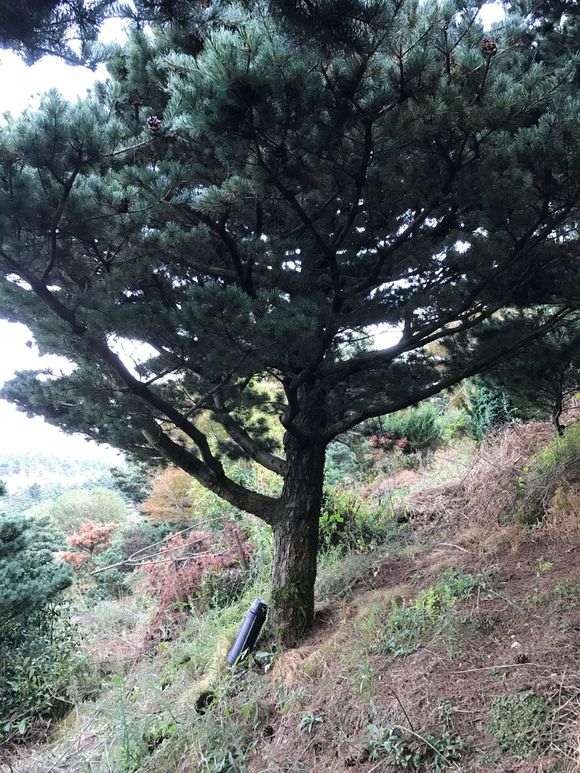 这是华南五针松下山桩吗 图片