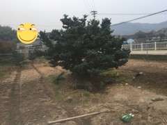 这是华南五针松下山桩吗 图片