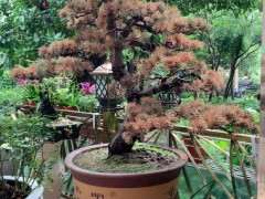 佛山养五针松下山桩是不是容易死 图片