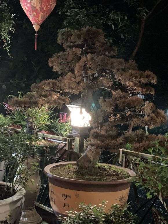 为什么广东最好别养五针松下山桩 图片