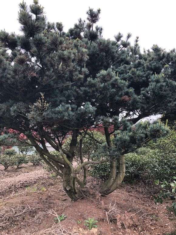 为什么广东最好别养五针松下山桩 图片