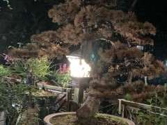 为什么广东最好别养五针松下山桩 图片