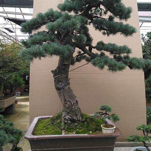 为什么五针松下山桩在湖北也不好养护