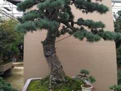 为什么五针松下山桩在湖北也不好养护