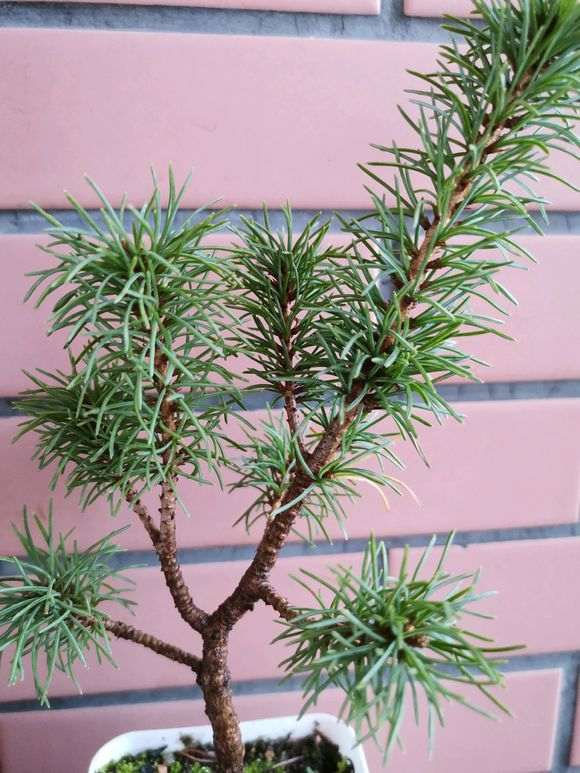 五针松下山桩为什么叶性不好 怎么办