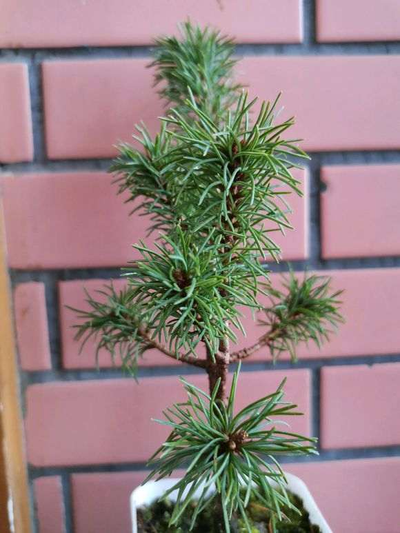 五针松下山桩为什么叶性不好 怎么办