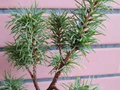 五针松下山桩为什么叶性不好 怎么办