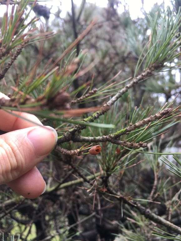 五针松下山桩的蛹壳虫怎么防治 图片 