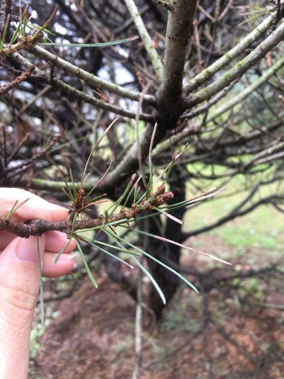 五针松下山桩的蛹壳虫怎么防治 图片 