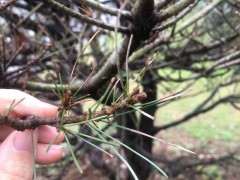 五针松下山桩的蛹壳虫怎么防治 图片