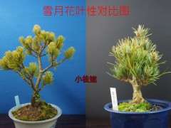 为什么日本五针松下山桩分为4个系列