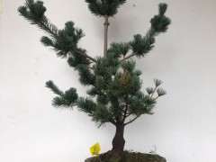 五针松下山桩怎么修剪枝条的方法 图片