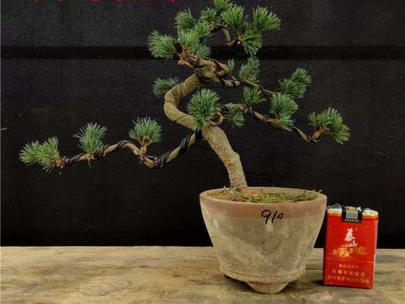 五针松下山桩侧枝针叶怎么养护 图片