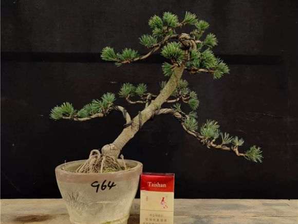 五针松下山桩侧枝针叶怎么养护 图片