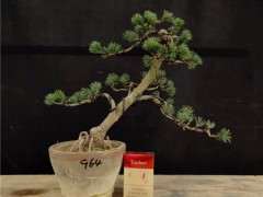 五针松下山桩侧枝针叶怎么养护 图片