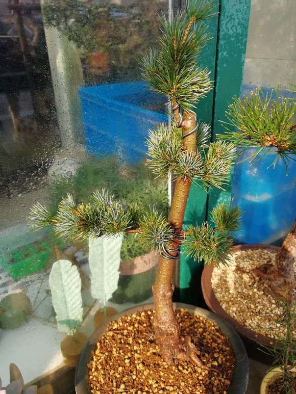 修剪的五针松下山桩松总算发芽了 图片