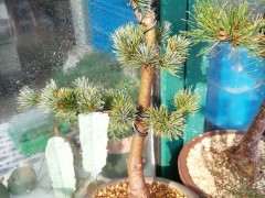 修剪的五针松下山桩松总算发芽了 图片