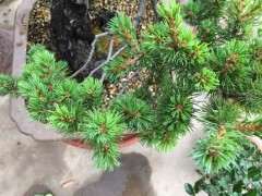 为什么五针松下山桩疯狂的生长 图片