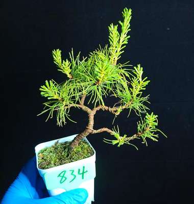 五针松下山桩的的叶形有什么特征 图片