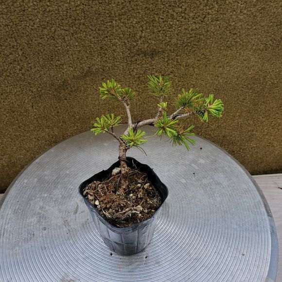 五针松下山桩的的叶形有什么特征 图片