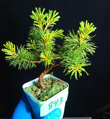 五针松下山桩的的叶形有什么特征 图片