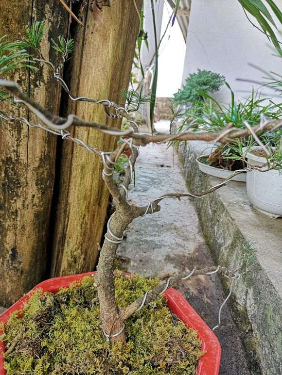 为什么五针松下山桩上盆后 松针变短