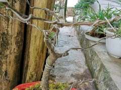 为什么五针松下山桩上盆后 松针变短