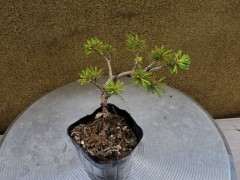 五针松下山桩的的叶形有什么特征 图片