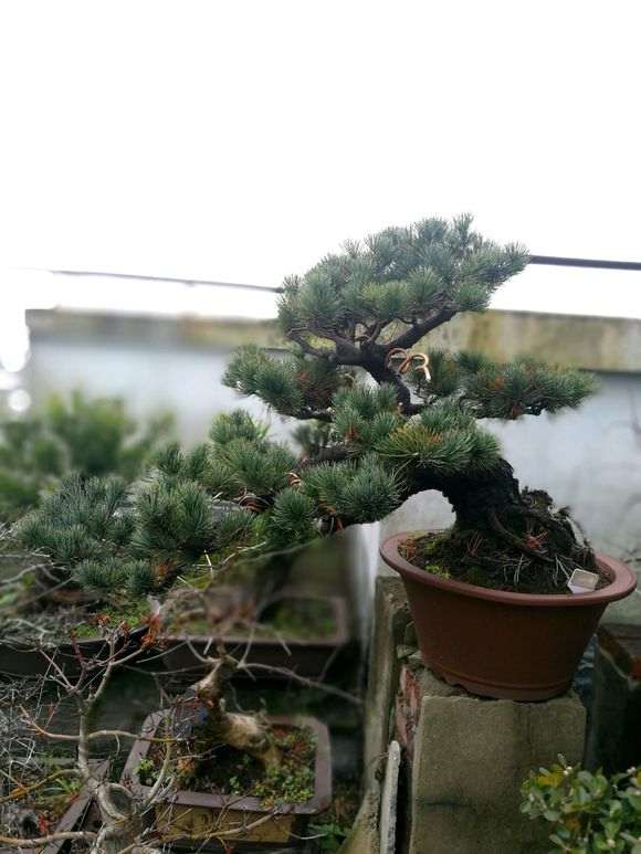 五针松下山桩什么时候高压繁殖最好