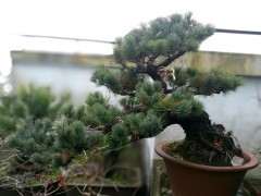 五针松下山桩什么时候高压繁殖最好