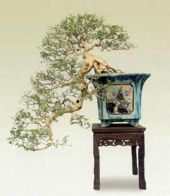 广东省盆协还会进一步完善盆景评审的标准