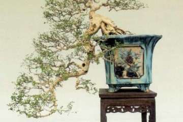 广东省盆协还会进一步完善盆景评审的标准