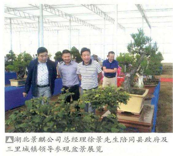 大悟县花木盆景协会举办盆景展览活动