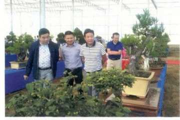 大悟县花木盆景协会举办盆景展览活动