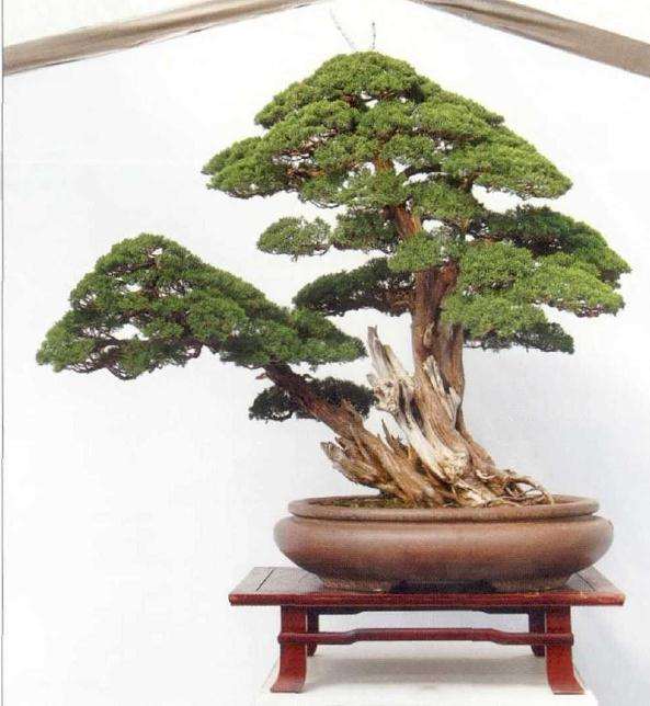 第七届中国沐阳花木盆景节