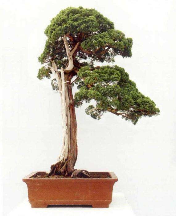 第七届中国沐阳花木盆景节