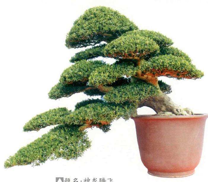 中国通派盆景艺术展在南通博物苑举办