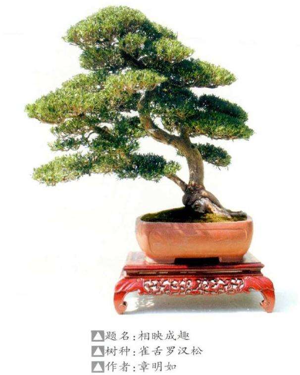 中国通派盆景艺术展在南通博物苑举办