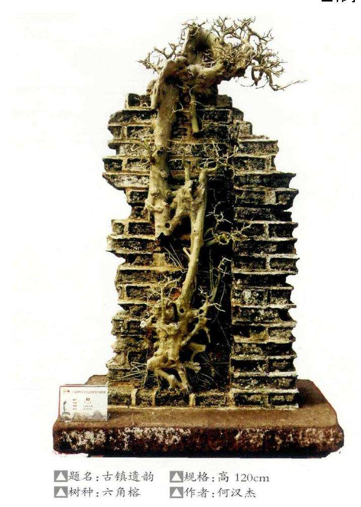 为什么岭南榕树作品特别吸引盆景人