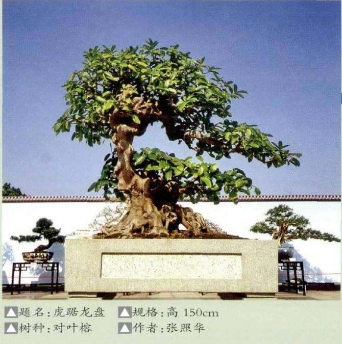 国内首个对叶榕树盆景 图片