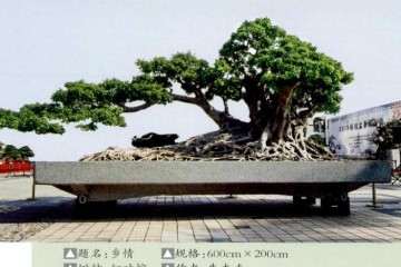 广东省盆景协会成立二十五周年会员展