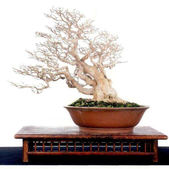 怎么运用岭南盆景截干蓄枝的手法 图片