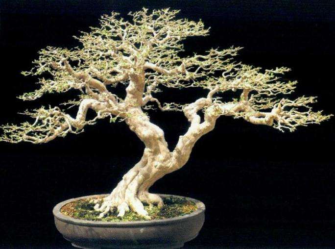 怎么运用岭南盆景截干蓄枝的手法 图片