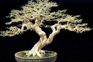 怎么运用岭南盆景截干蓄枝的手法 图片