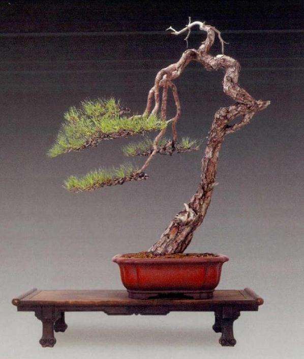 浅谈中国画的留白与盆景创怎么作